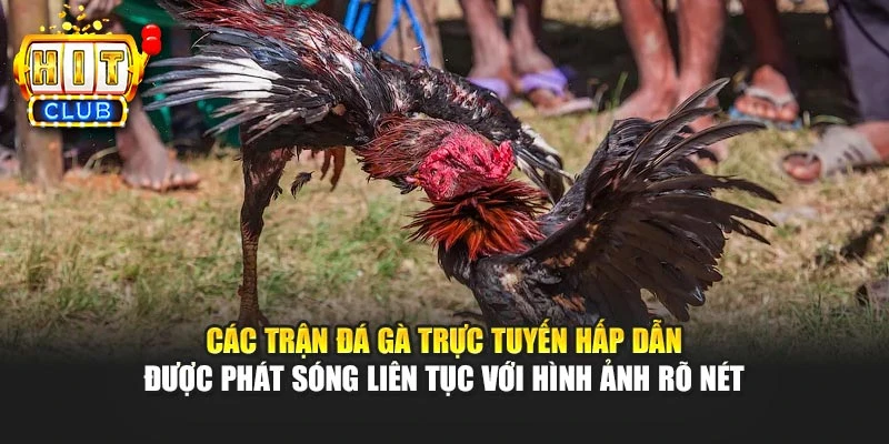 Các trận đá gà trực tuyến hấp dẫn được phát sóng liên tục với hình ảnh rõ nét