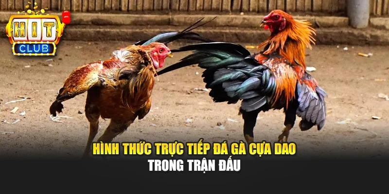 Hình thức trực tiếp đá gà cựa dao trong trận đấu